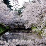 Wednesday Wanderlust – Welcoming Spring with Cherry Blossoms
