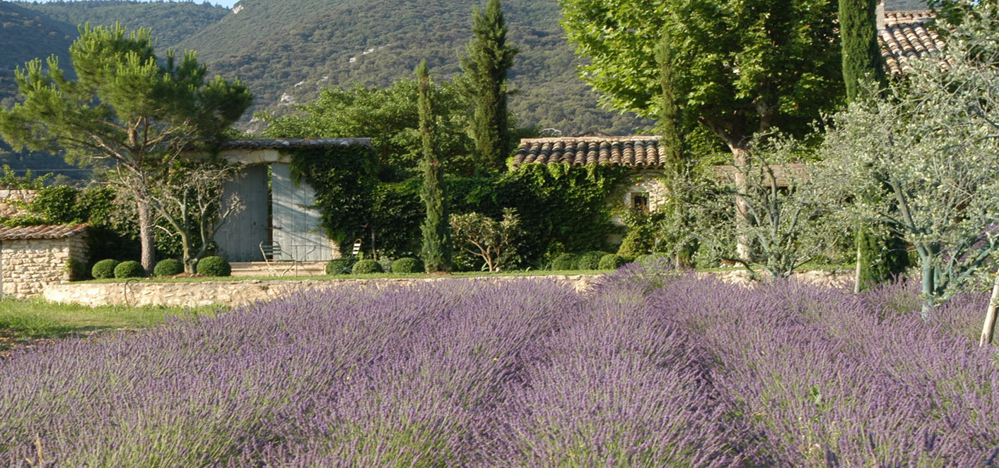 13595_654_Champ-de-lavande-Bastide-de-Marie-Menerbes-Luberon