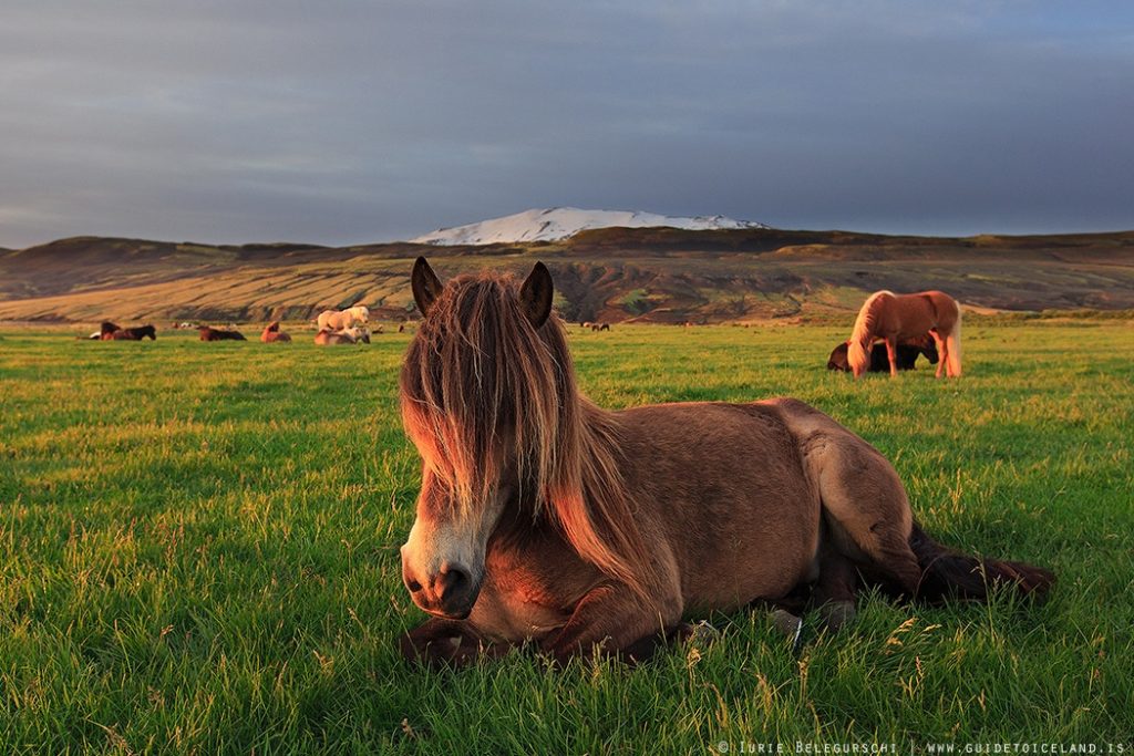 horse-riding-and-golden-circle-tour-0