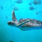 Sea Turtle Release