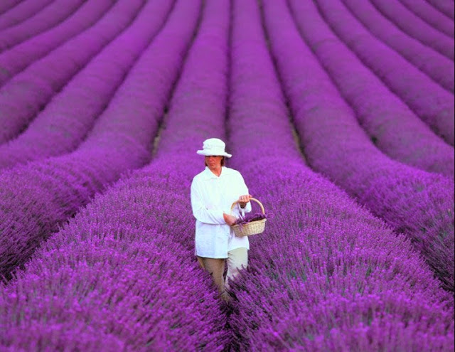 Another Oldie But Goodie…Lavender Fields of Provence