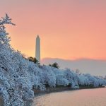 Wednesday Wanderlust ~ Cherry Blossoms in Washington